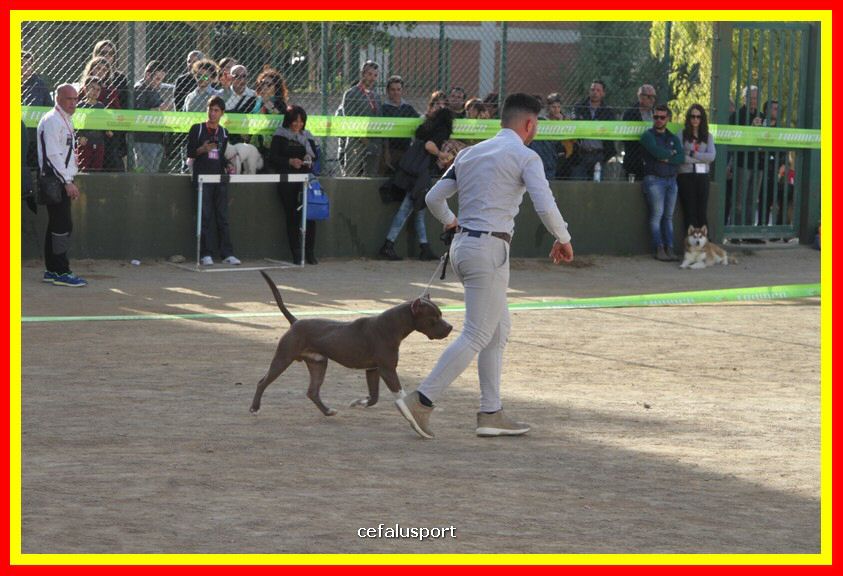 180311 mostra_canina 153.jpg